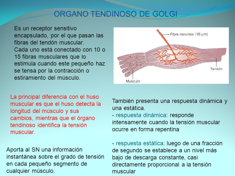 organos tendinosos de golgi funcion